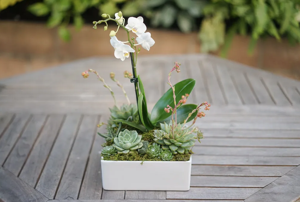 Vaso de orquídeas brancas e suculentas. 