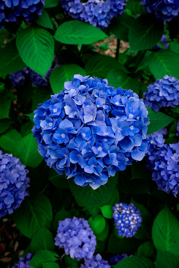 Buquê de flores hortênsia azul