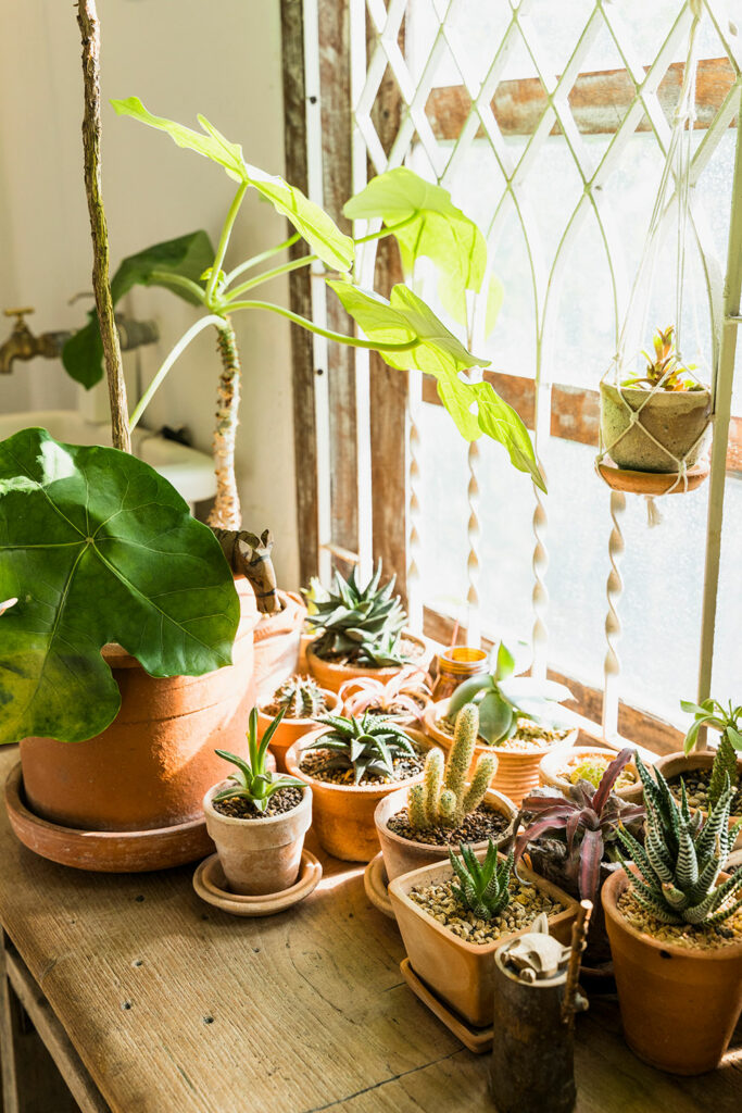 Plantas como as suculentas são muito resistentes. 