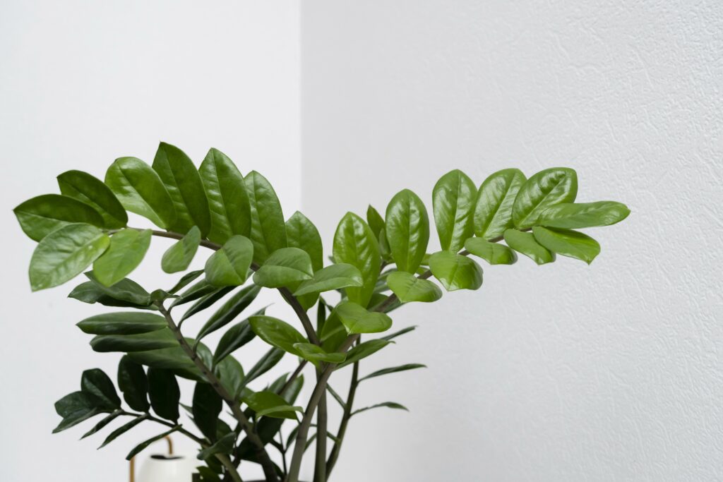 Detalhe das folhas verdes e brilhantes da planta Zamiolculca.