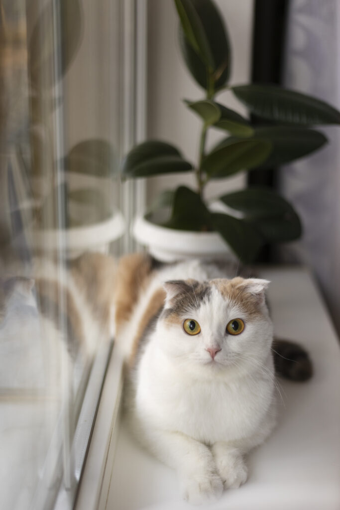 Gato ao lado de vaso de planta.