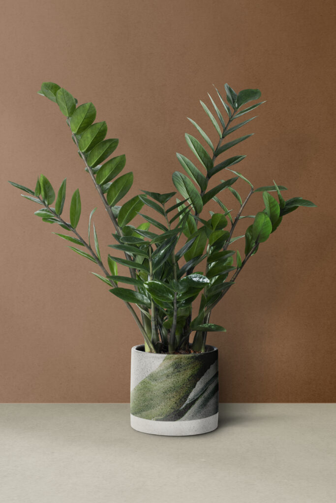 Planta Zamioculca em vaso de cerâmica.