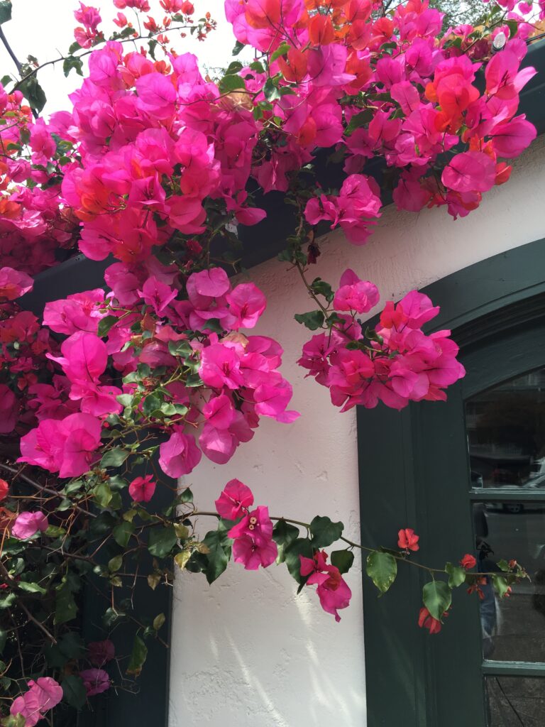 Ela é popularmente chamada de Primavera, mas cientificamente seu nome é Bougainvillea, uma planta trepadeira de crescimento vigoroso.