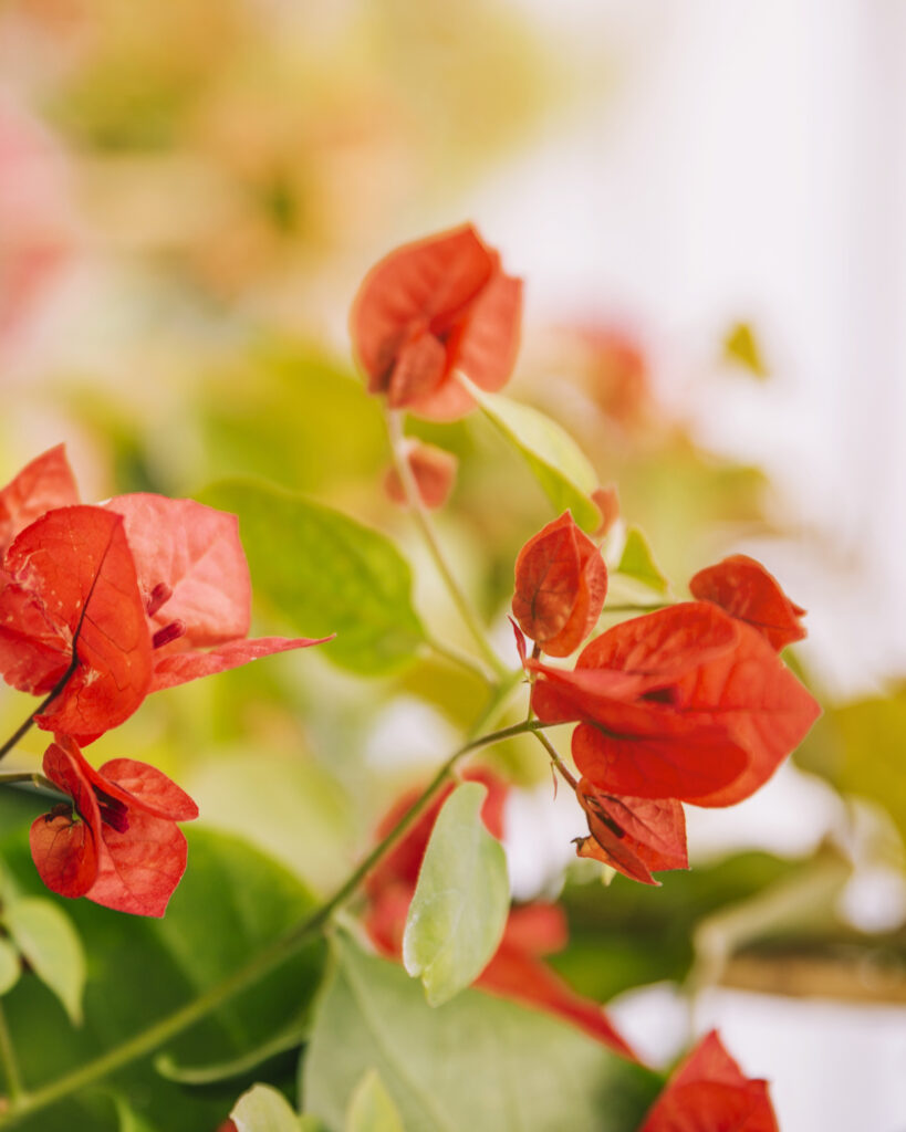 Close de flor de primavera (bougainvillea) na cor laranja.