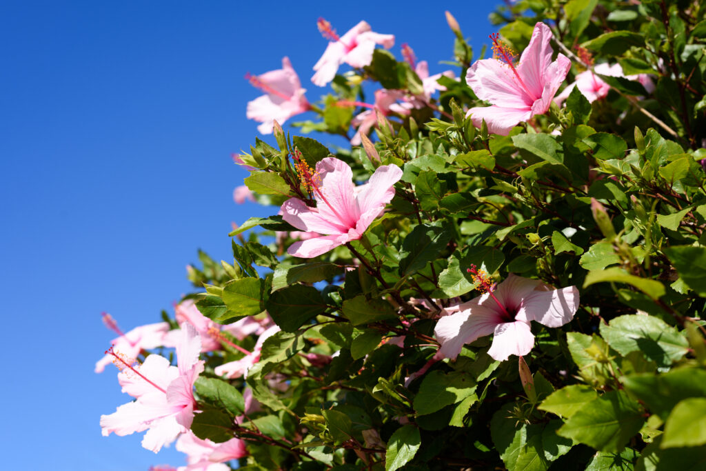Flores de Hibisco rosa em meio a folhagens verdes. Planta típica da primavera no Brasil.
