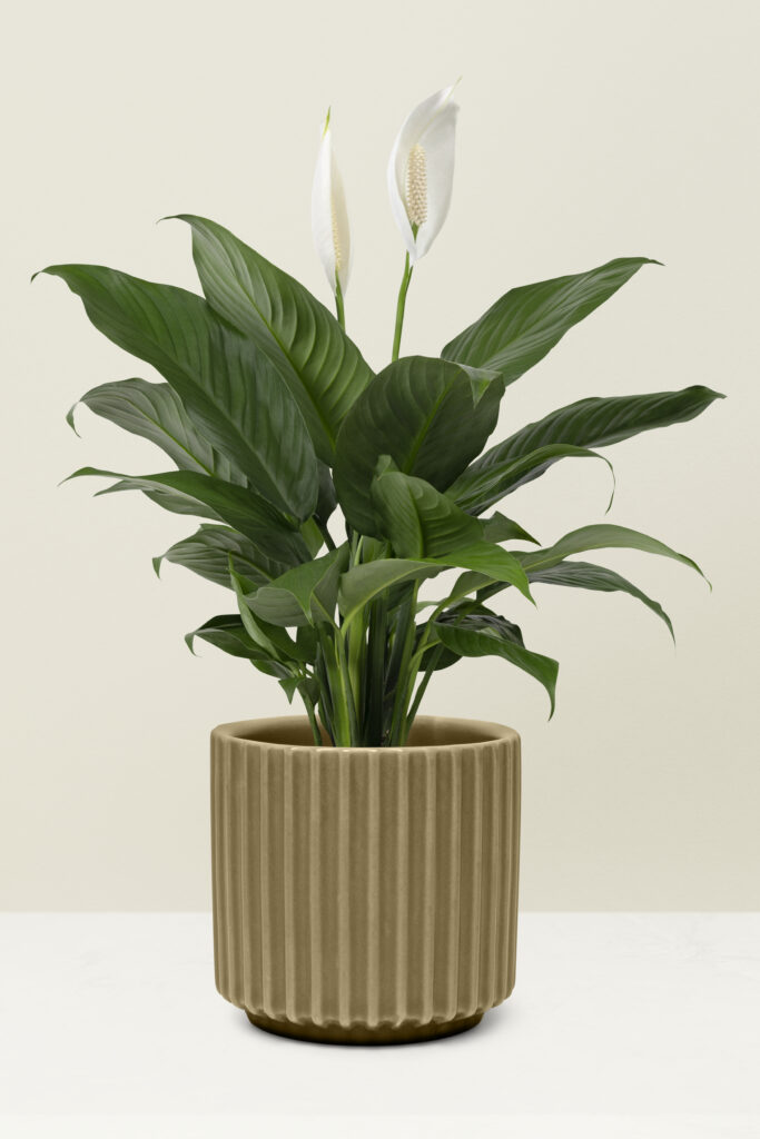 Vaso de lírio-da-pas é uma opção perfeita para cultivar dentro de casa.