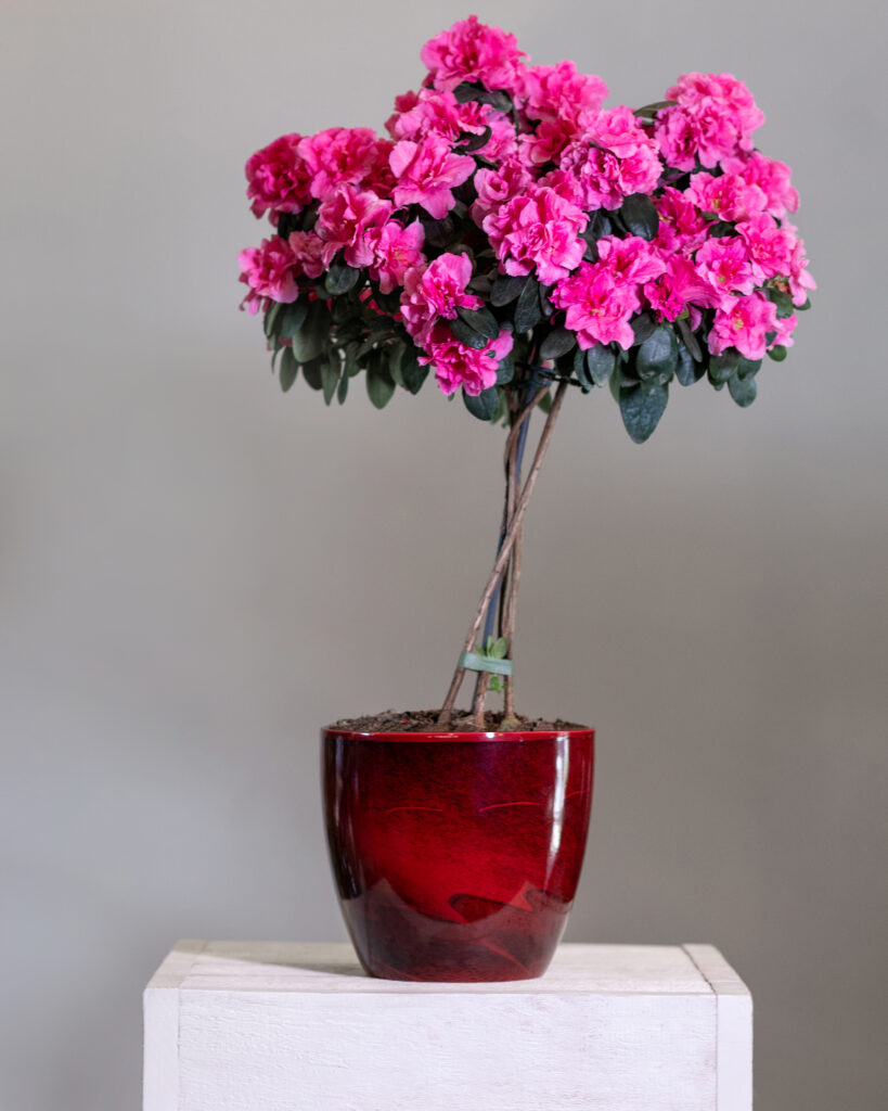 Vaso de cerâmica vermelha com azaleias pink no topo. Flor ideal para florescer na primavera em casa.