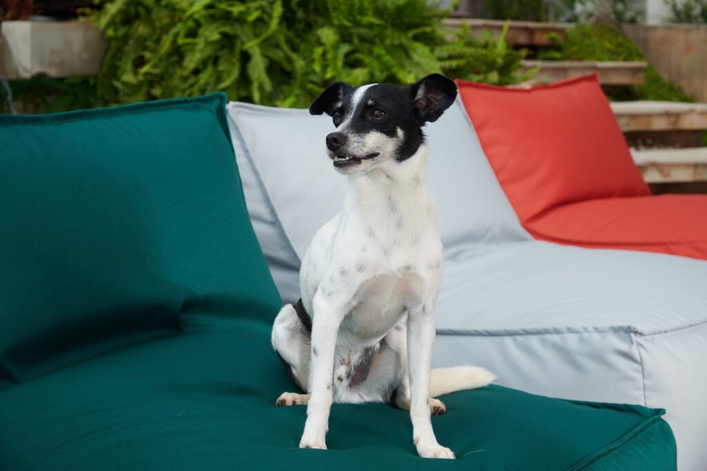 Pets, como o cachorro da imagem, precisam ser protegidos de plantas tóxicas na área externa.