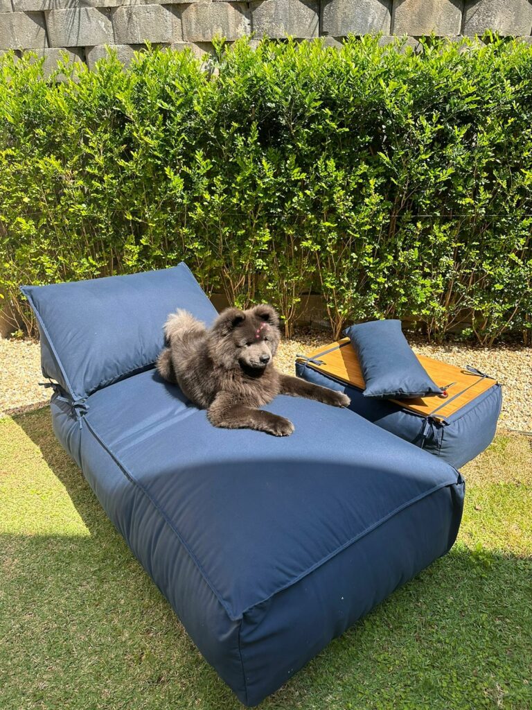 Chow-chow de pelagem escura em móvel estofado no jardim. Plantas e pets precisam de interação saudável.