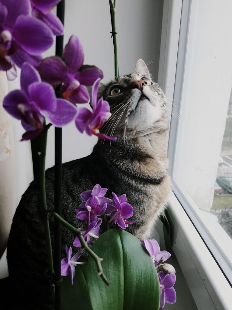 Gato observando a planta orquídea.