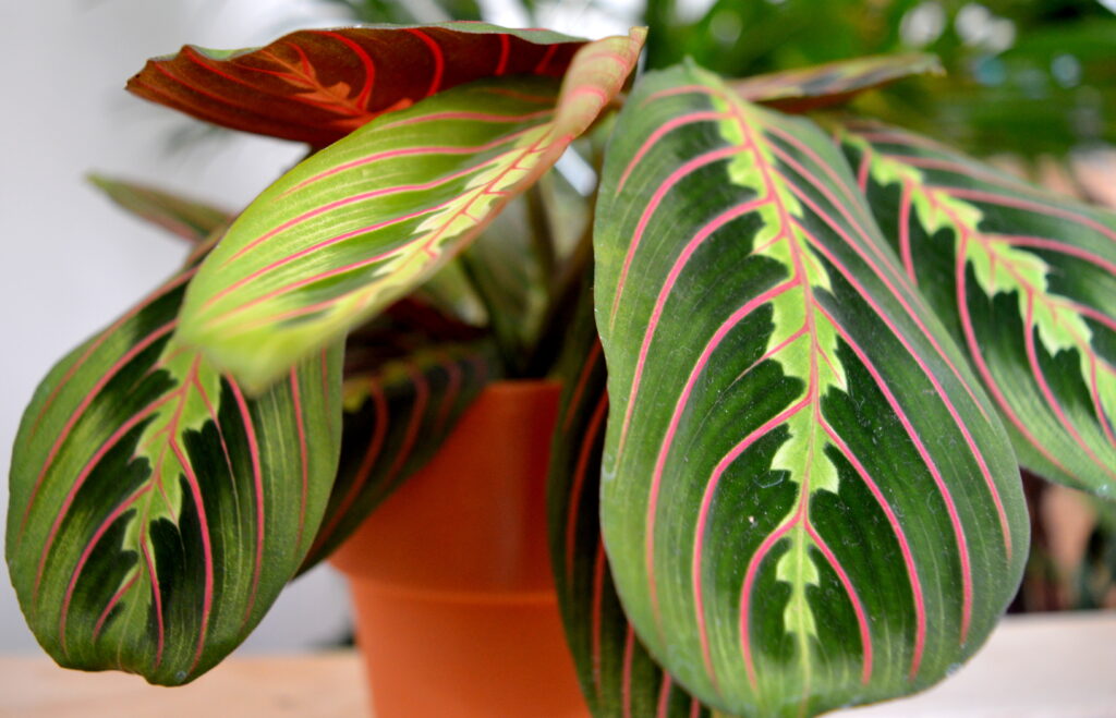 Maranta leuconeura