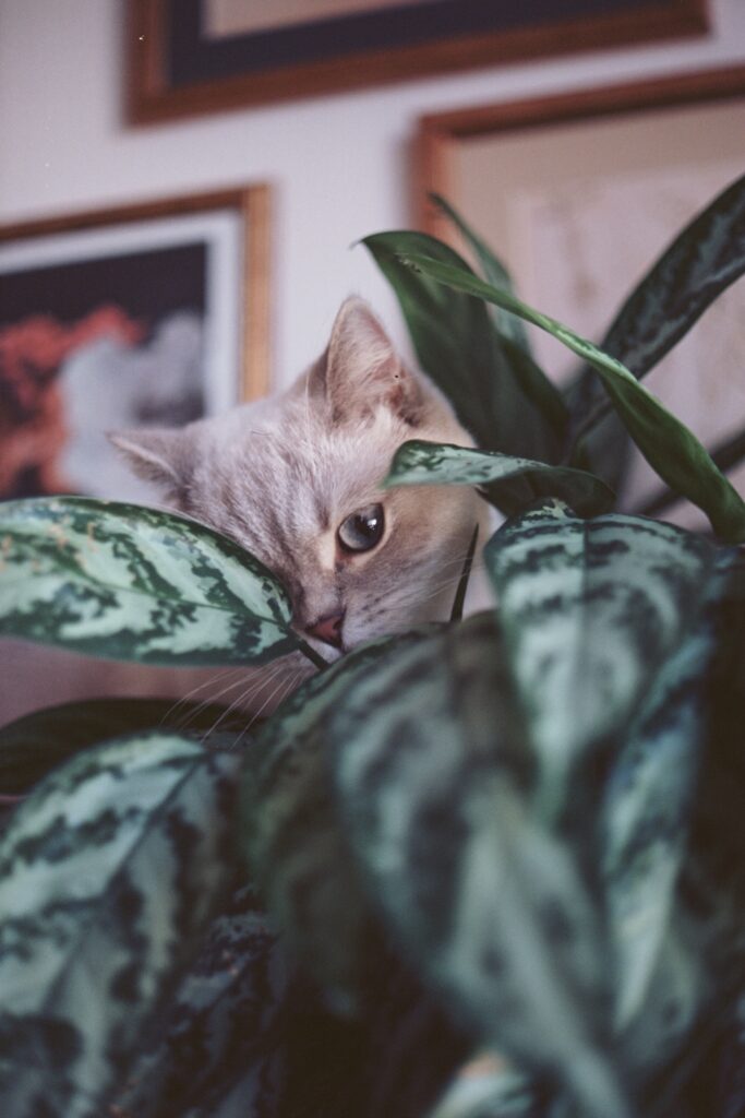 Os pets costumam cheiras e mastigar as folhas de plantas em casa.